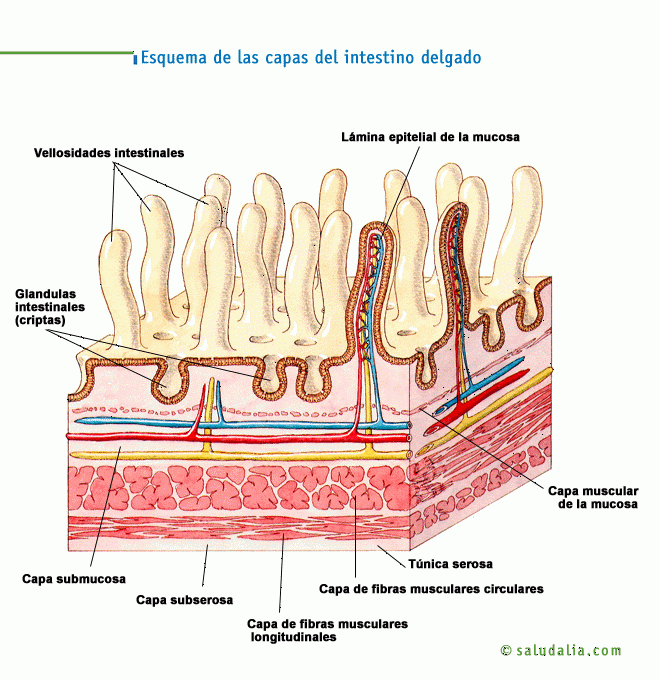 Aparato digestivo. Saludalia.com