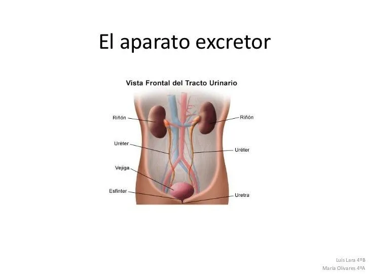 El aparato excretor