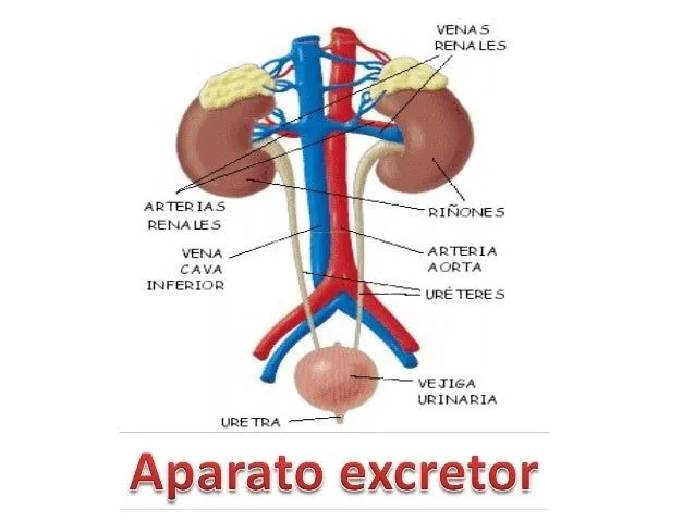 Sistema Excretor on emaze