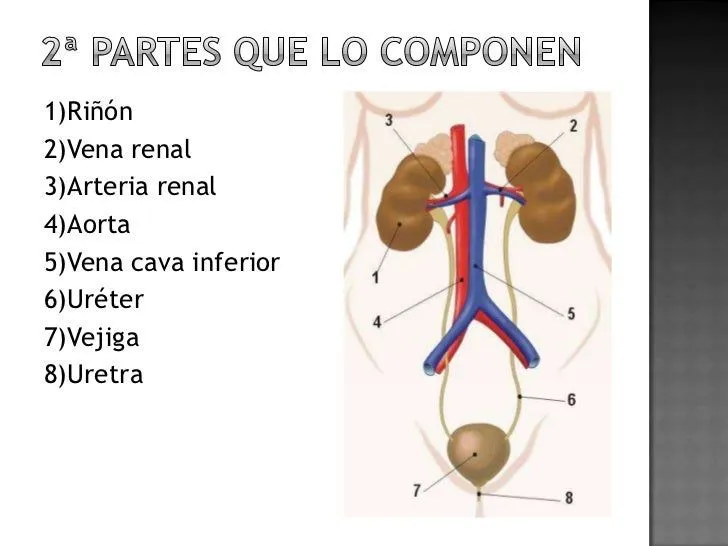 aparato-excretor-alvaro-y- ...