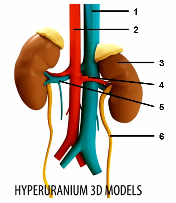 Dibujo del sistema excretor - Imagui