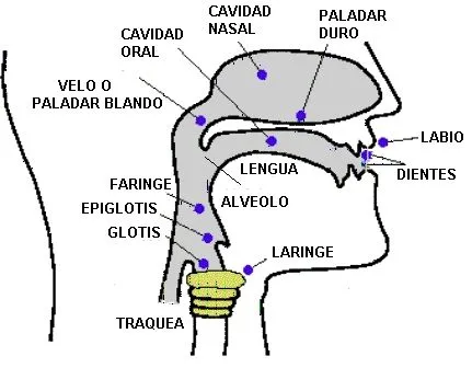 Aparato fonador para colorear - Imagui