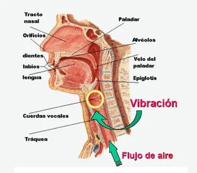 aparato-fonador.jpg