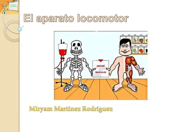 El aparato locomotor