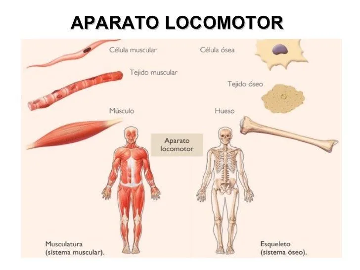 Aparato locomotor