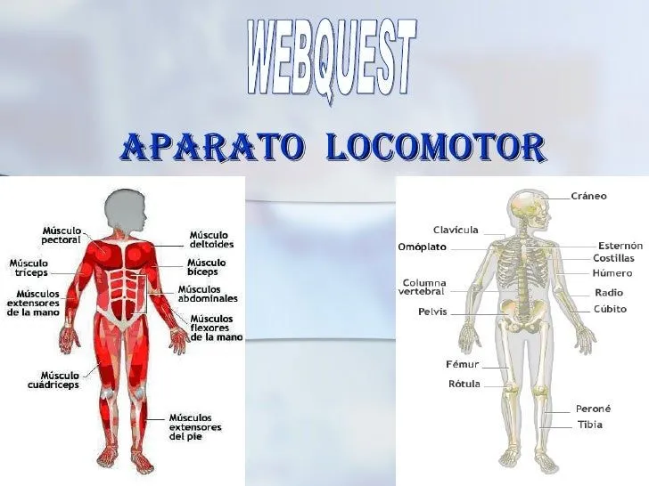 Aparato locomotor