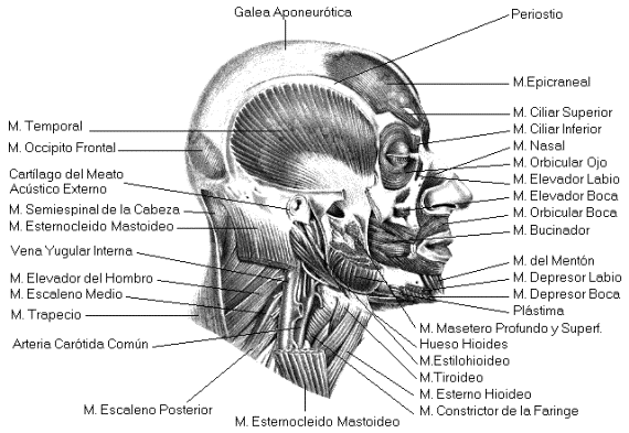 APARATO LOCOMOTOR