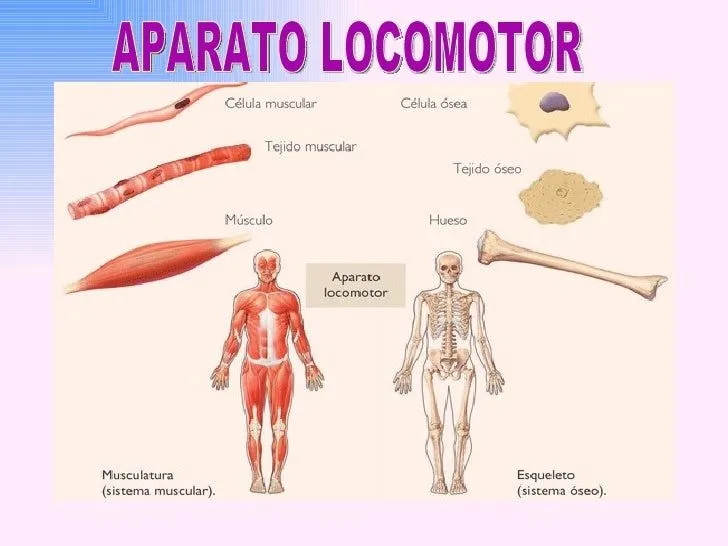 Aparato Locomotor