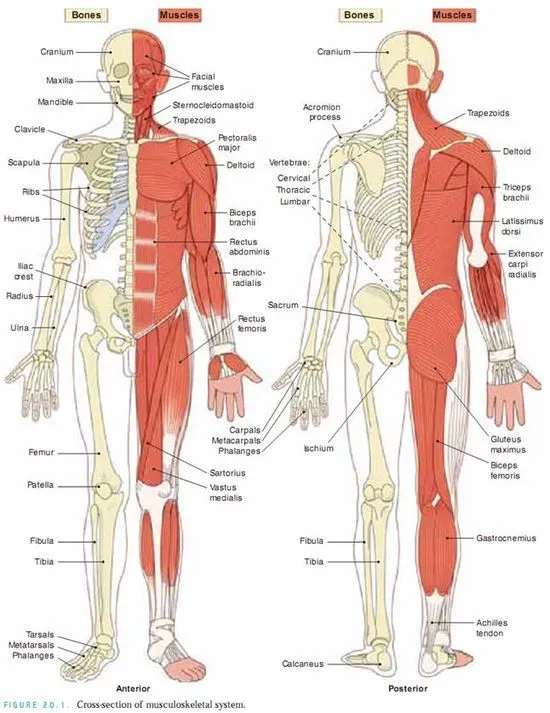 APARATO LOCOMOTOR