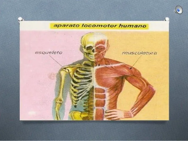 El aparato locomotor andrés