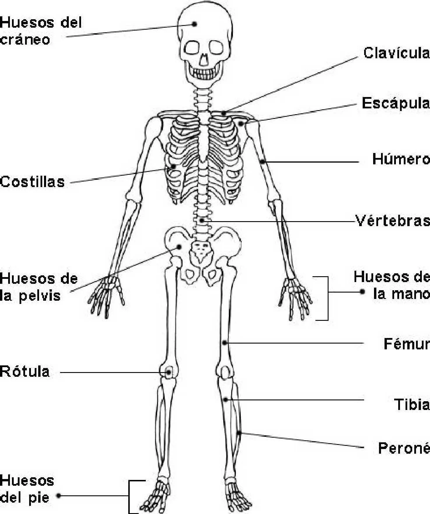 Aparato Locomotor | Ciencias Naturales Institución Educativa Cristo Rey