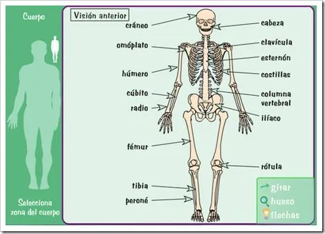 EL APARATO LOCOMOTOR | JUGANDO Y APRENDIENDO