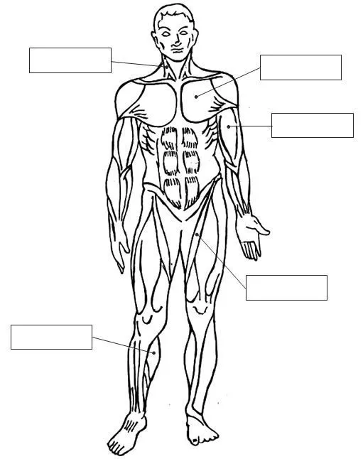 Aparato locomotor para colorear 2023. Imágenes del aparato locomotor para  colorear