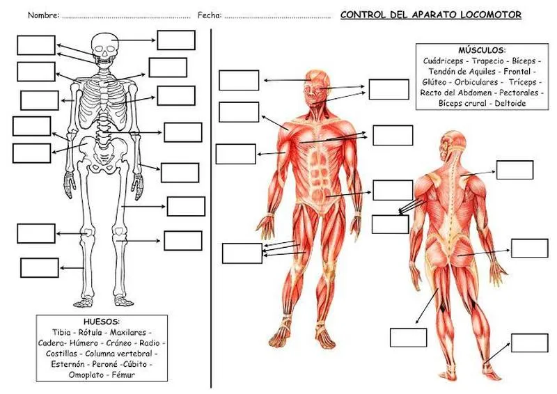 Aparato locomotor para colorear 2023. Imágenes del aparato locomotor para  colorear