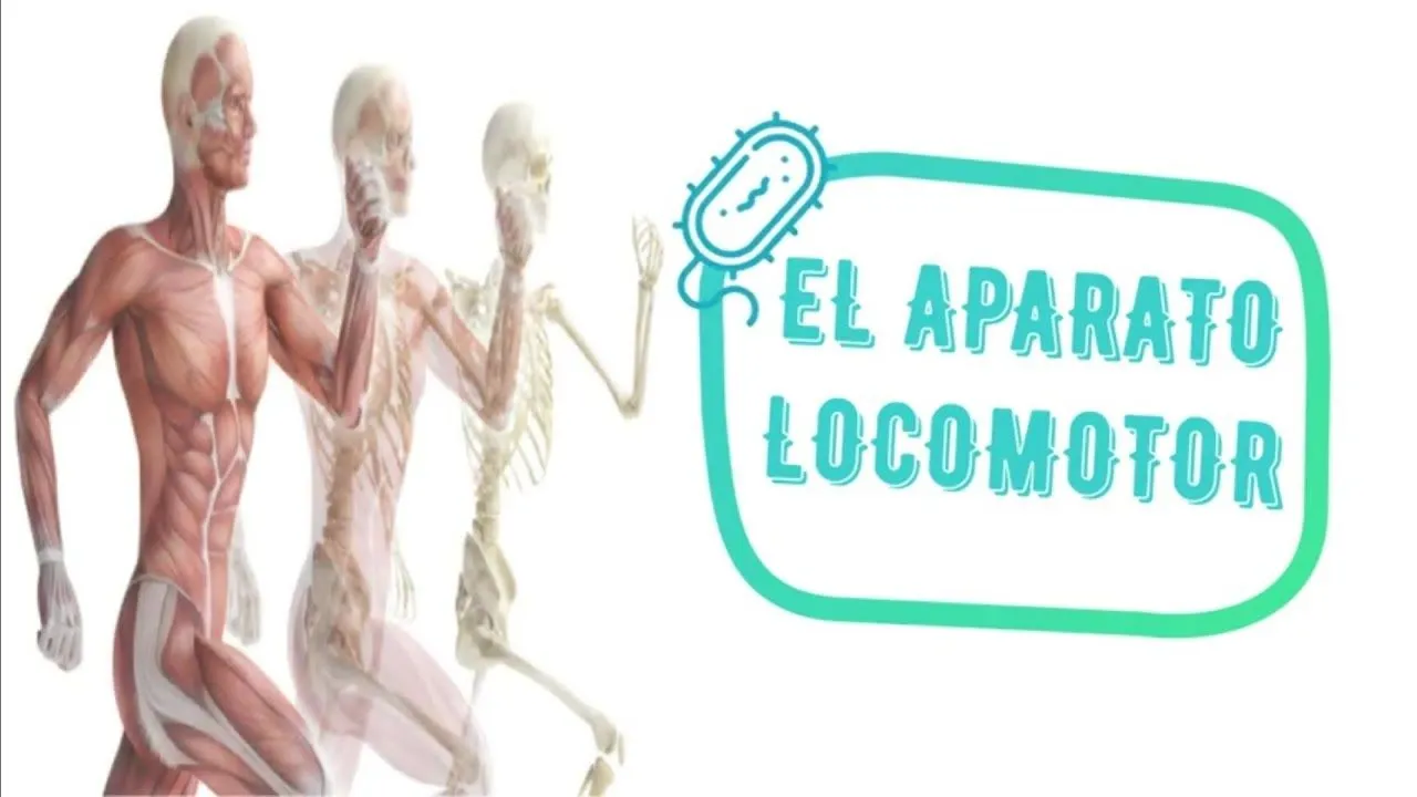 El aparato locomotor y sus cuidados. - YouTube