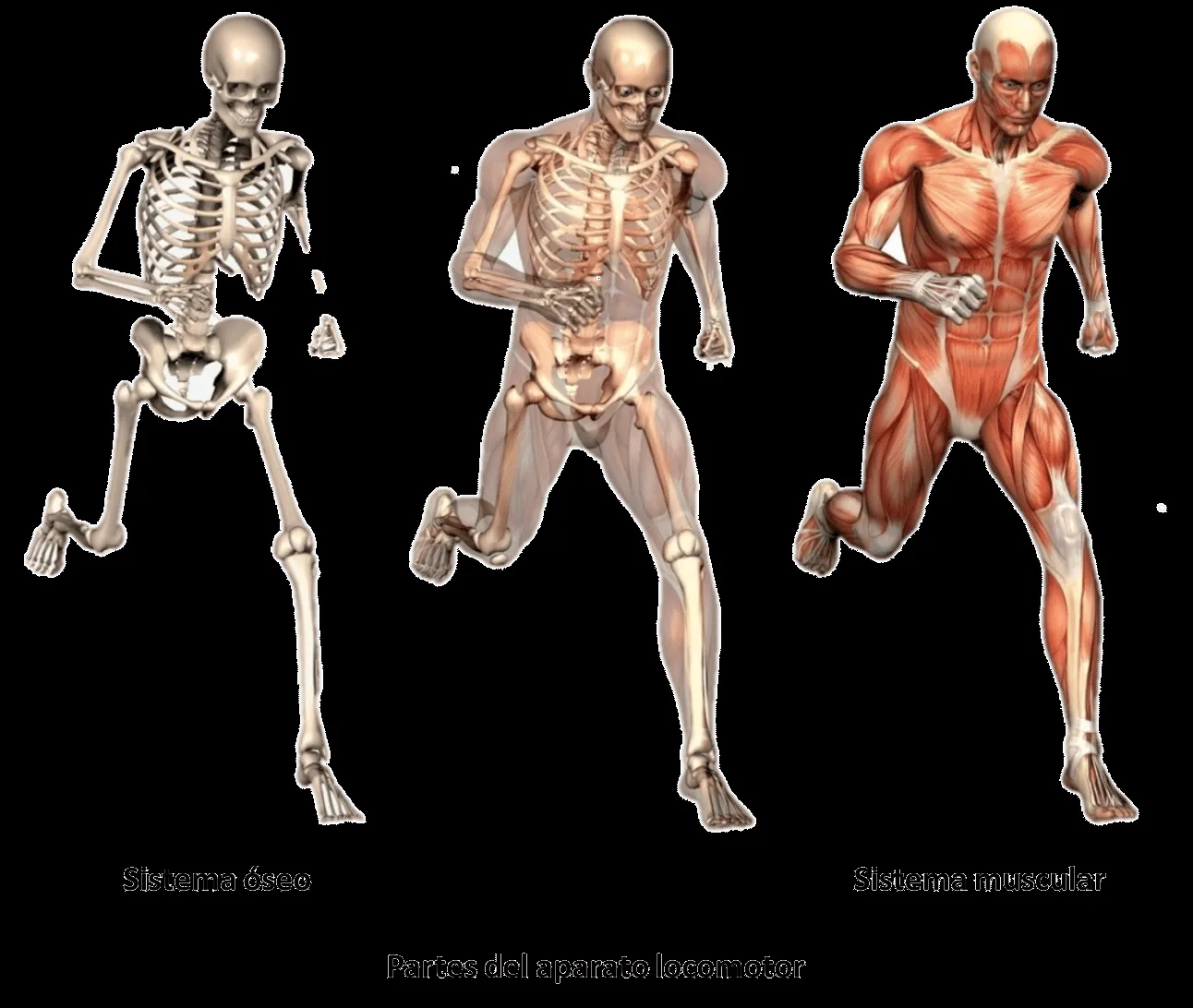 ▷ El Aparato locomotor◁ Función, partes y características ▷ El Aparato locomotor◁ Función, partes y características