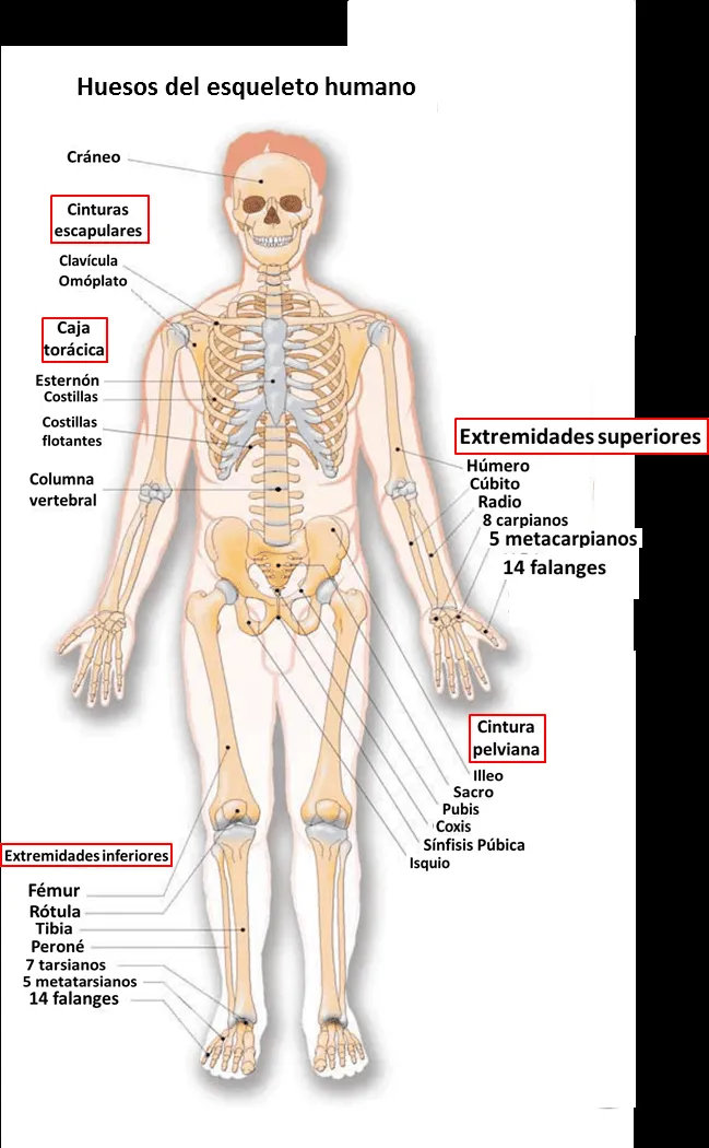 ▷ El Aparato locomotor◁ Función, partes y características ▷ El Aparato locomotor◁ Función, partes y características