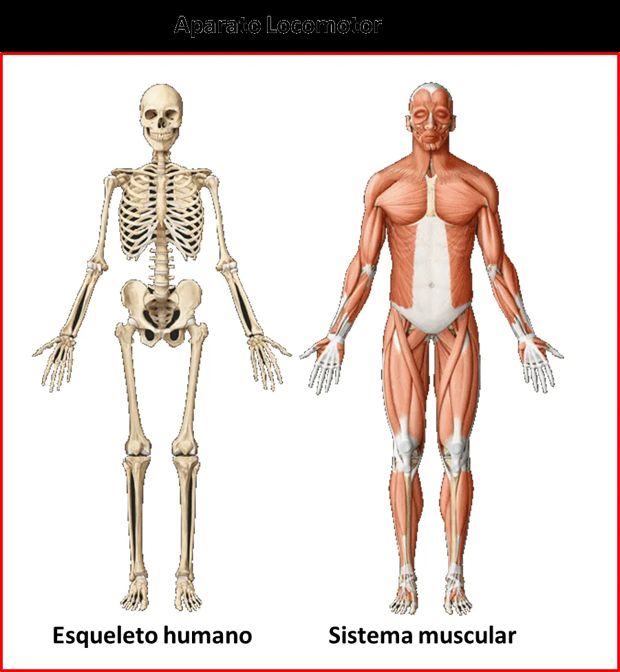 ▷ El Aparato locomotor◁ Función, partes y características ▷ El Aparato locomotor◁ Función, partes y características