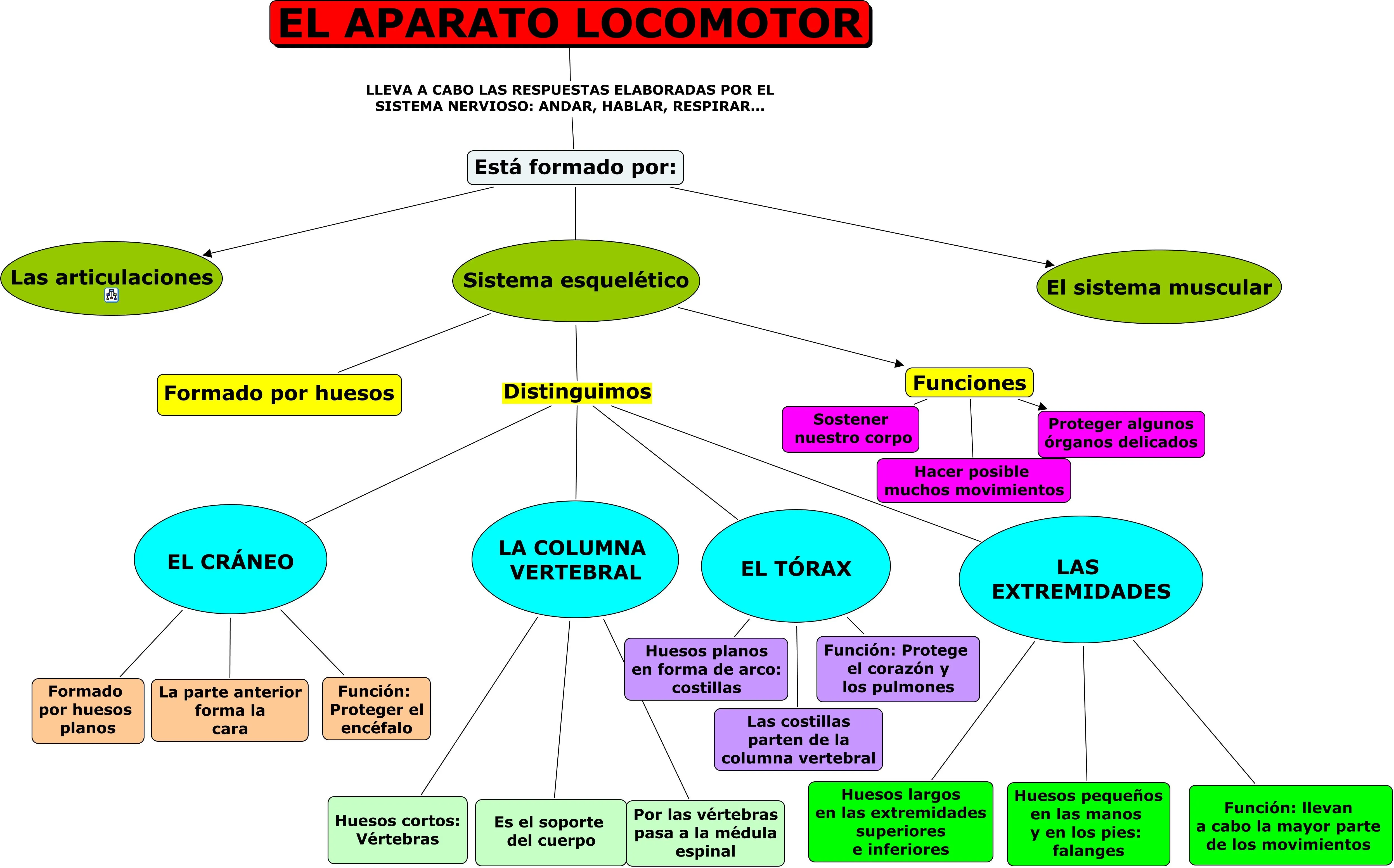 APARATO LOCOMOTOR | JUGANDO Y APRENDIENDO