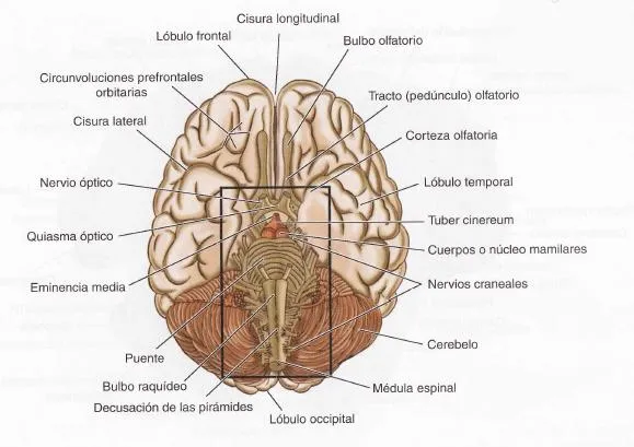 El Aparato Locomotor: OBSERVACIÓN DE LA ANATOMÍA DEL ENCÉFALO DE ... El Aparato Locomotor: OBSERVACIÓN DE LA ANATOMÍA DEL ENCÉFALO DE ...