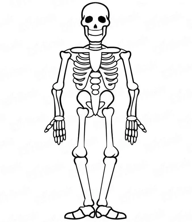 Aparato Locomotor - rompecabezas en línea