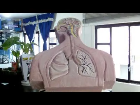 APARATO REPIRATORIO MAQUETA 3D - YouTube