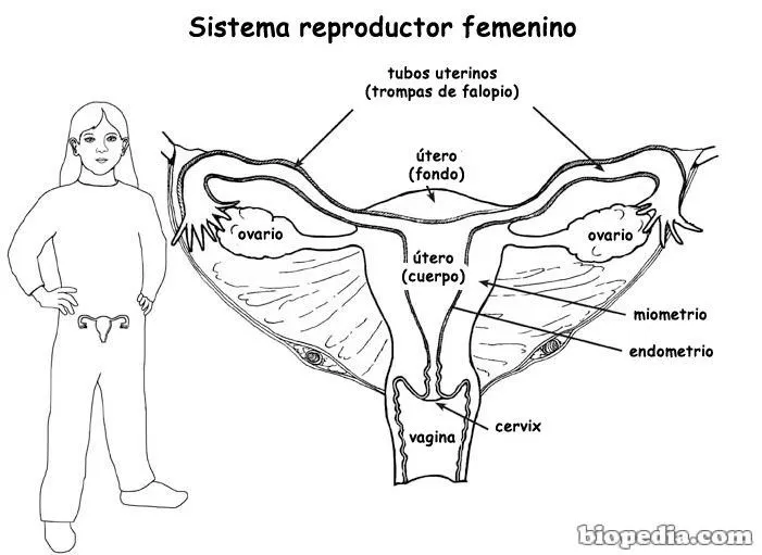 Aparato reproductor femenino para colorear