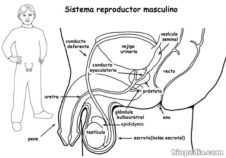 Aparato reproductor masculino para colorear