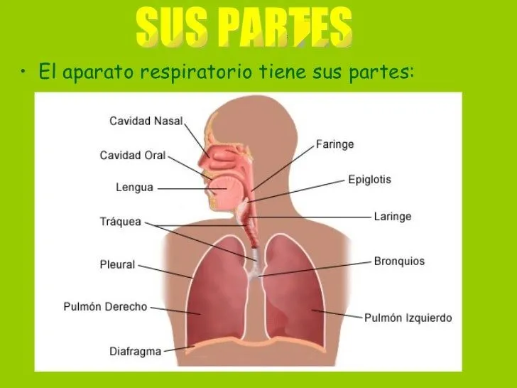 el-aparato-respiratorio-4-728. ...