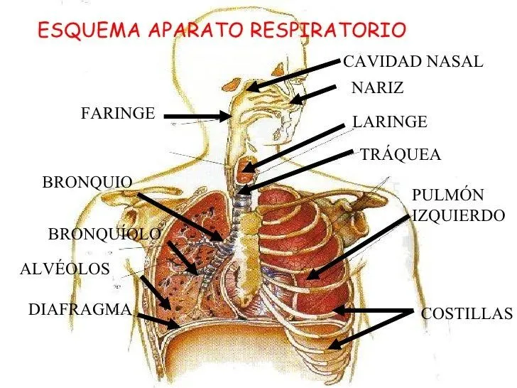 APARATO RESPIRATORIO