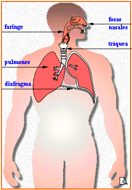 Aparato Respiratorio