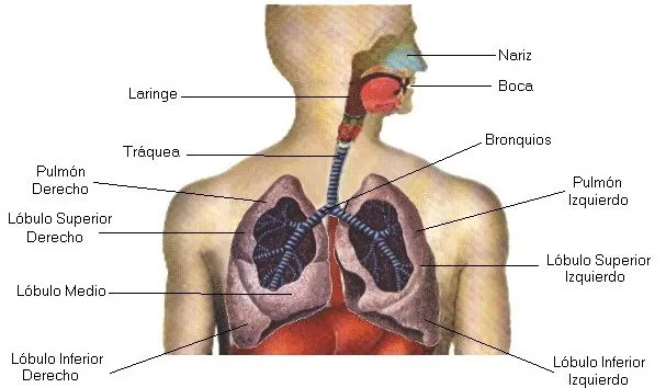 Aparato Respiratorio - Aparatos - Cuerpo Humano - TAFAD - TAFAD y ... Aparato Respiratorio - Aparatos - Cuerpo Humano - TAFAD - TAFAD y ...