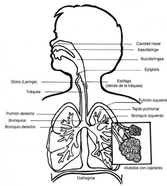El Aparato Respiratorio Para Colorear | Sistema respiratorio, Sistema respiratorio dibujo, Sistema respiratorio para colorear El Aparato Respiratorio Para Colorear | Sistema respiratorio, Sistema respiratorio dibujo, Sistema respiratorio para colorear