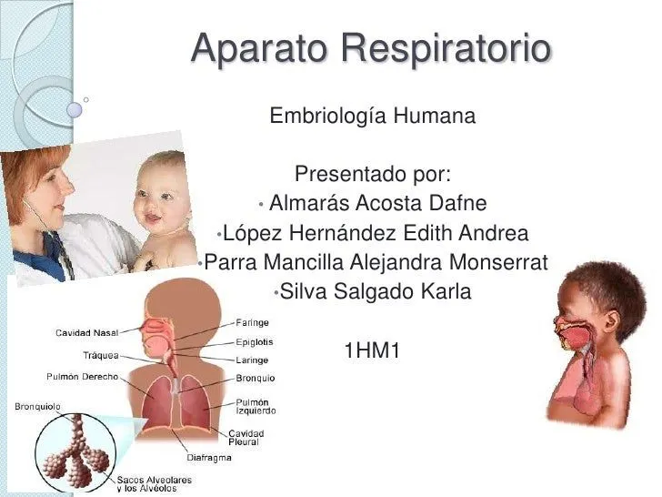 Aparato Respiratorio Embrionario