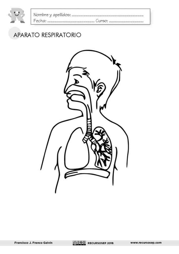 EL APARATO RESPIRATORIO: láminas para el aula y fichas para el alumno (ES/EN) EL APARATO RESPIRATORIO: láminas para el aula y fichas para el alumno (ES/EN)