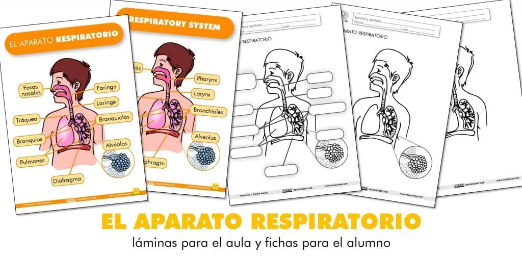EL APARATO RESPIRATORIO: láminas para el aula y fichas para el alumno (ES/EN) EL APARATO RESPIRATORIO: láminas para el aula y fichas para el alumno (ES/EN)