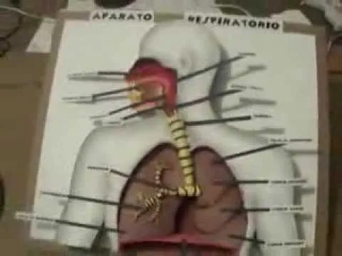 Aparato Respiratorio Maqueta - YouTube
