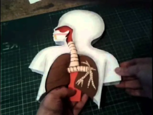 aparato respiratorio maqueta...2°D - Youtube Downloader mp3 aparato respiratorio maqueta...2°D - Youtube Downloader mp3