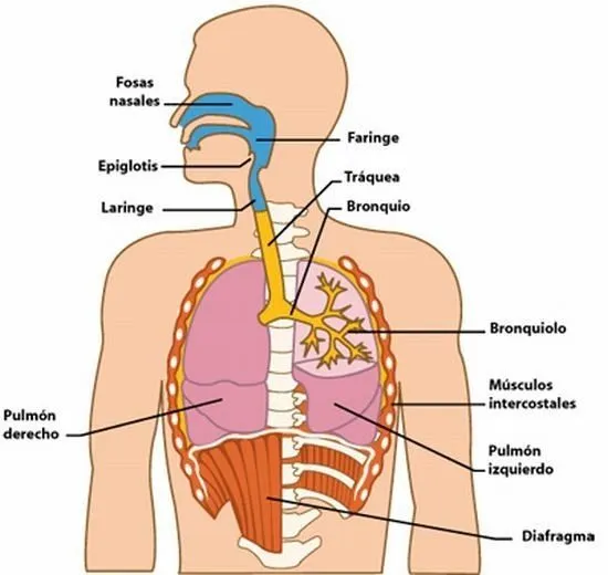 El aparato respiratorio de Miguel Ángel - ThingLink