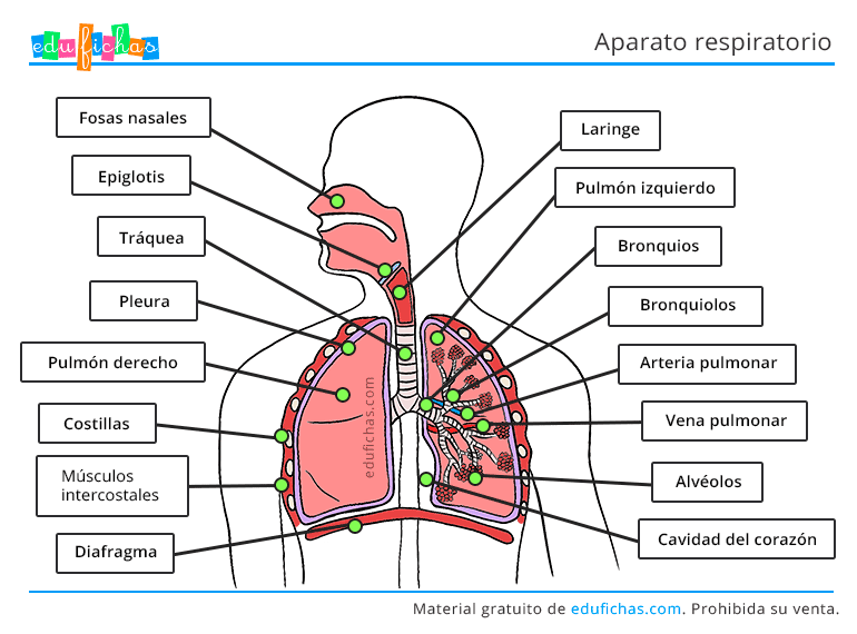 Aparato Respiratorio para Niños. Ficha con las Partes. PDF Aparato Respiratorio para Niños. Ficha con las Partes. PDF