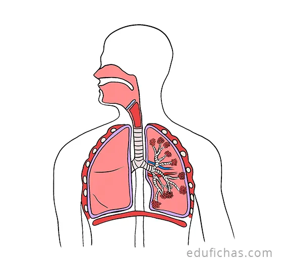Aparato Respiratorio para Niños. Ficha con las Partes. PDF Aparato Respiratorio para Niños. Ficha con las Partes. PDF