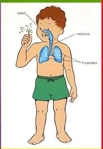 Silueta del cuerpo humano para colorear e imprimir - Imagui