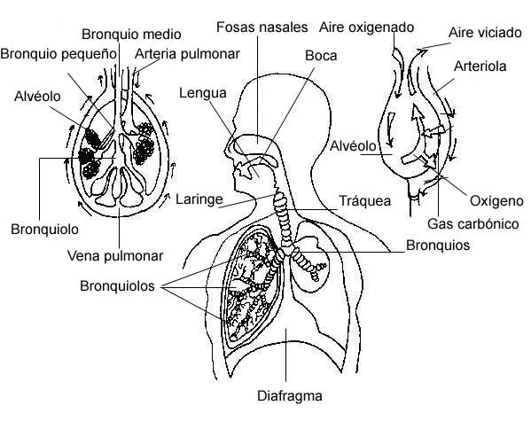 Aparato respiratorio (página 2) - Monografias.com Aparato respiratorio (página 2) - Monografias.com