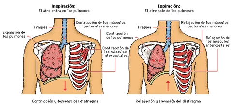 El aparato respiratorio (página 2) - Monografias.com El aparato respiratorio (página 2) - Monografias.com