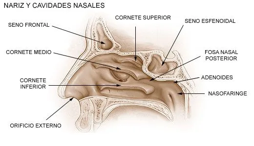 El aparato respiratorio (página 2) - Monografias.com