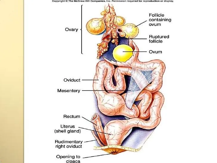 Aparato urogenital en aves