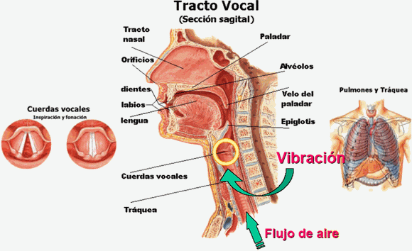Aparatos: fonador, respiratorio, resonador... Aparatos: fonador, respiratorio, resonador...