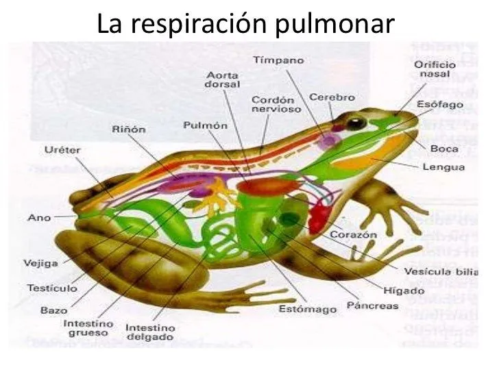 aparatos-respiratorios-11-728. ...