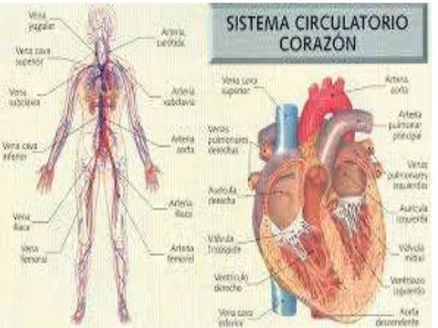 aparatos-y-sistemas-por- ...