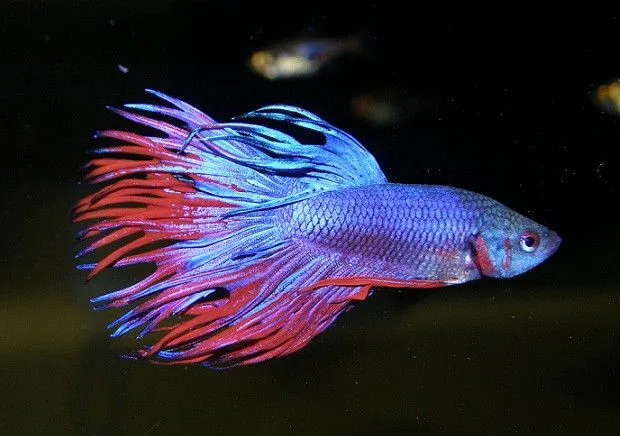 El apareamiento de los peces Betta